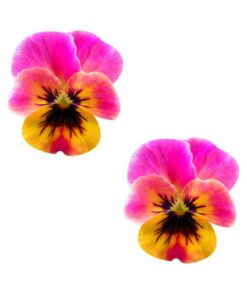 Neva Nude Pasty Flower Pansy Pink